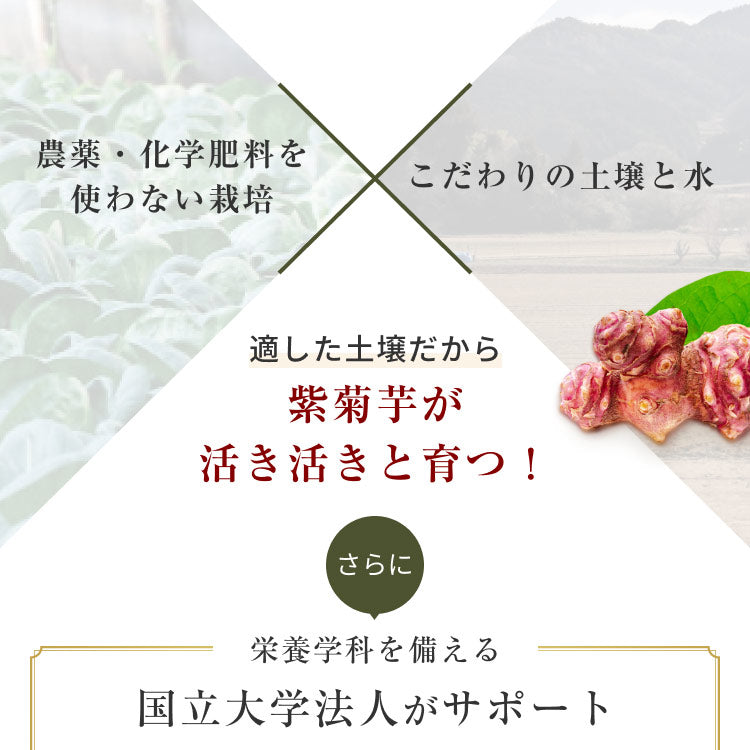 風土日和 国産 紫菊芋パウダー 無添加 100g