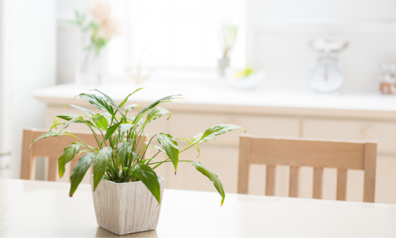 春の免疫力アップに！れんこんパウダーで家族を守るナチュラル習慣