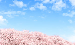 話題のべにふうき！茶葉vs粉末、おすすめはどっち？