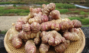 紫菊芋の驚くべき効果とは？料理に活用するなら菊芋パウダーがおすすめ！