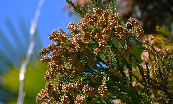 花粉症対策は「体の中から」が新常識！2月から始めるべにふうき習慣で春を快適に過ごす方法