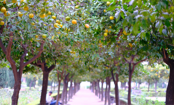 春の花粉症対策におすすめ！「じゃばら」で鼻ムズムズをスッキリ解消する方法