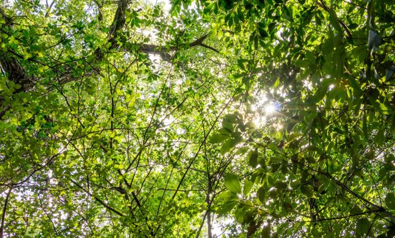 薬に頼らない花粉症対策！ナチュラル派が実践する春の体質改善と「べにふうき緑茶」の力