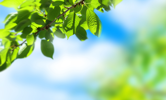 春の眠気・だるさをスッキリ解消！有機玉露で「春バテ」知らずの体へ