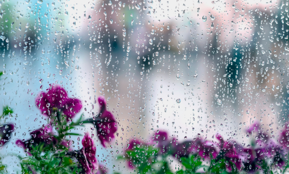 梅雨のだるさ対策に！夏バテ予防は今から始める免疫力アップ習慣と黒にんにく
