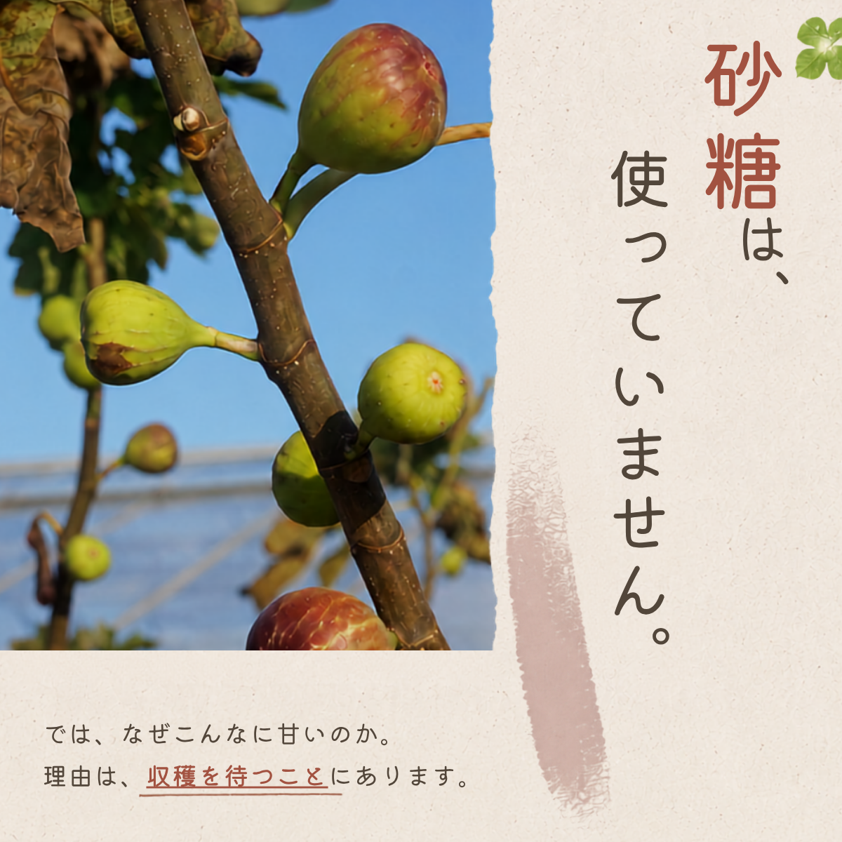 有機ドライいちじく 無添加 砂糖不使用 150g